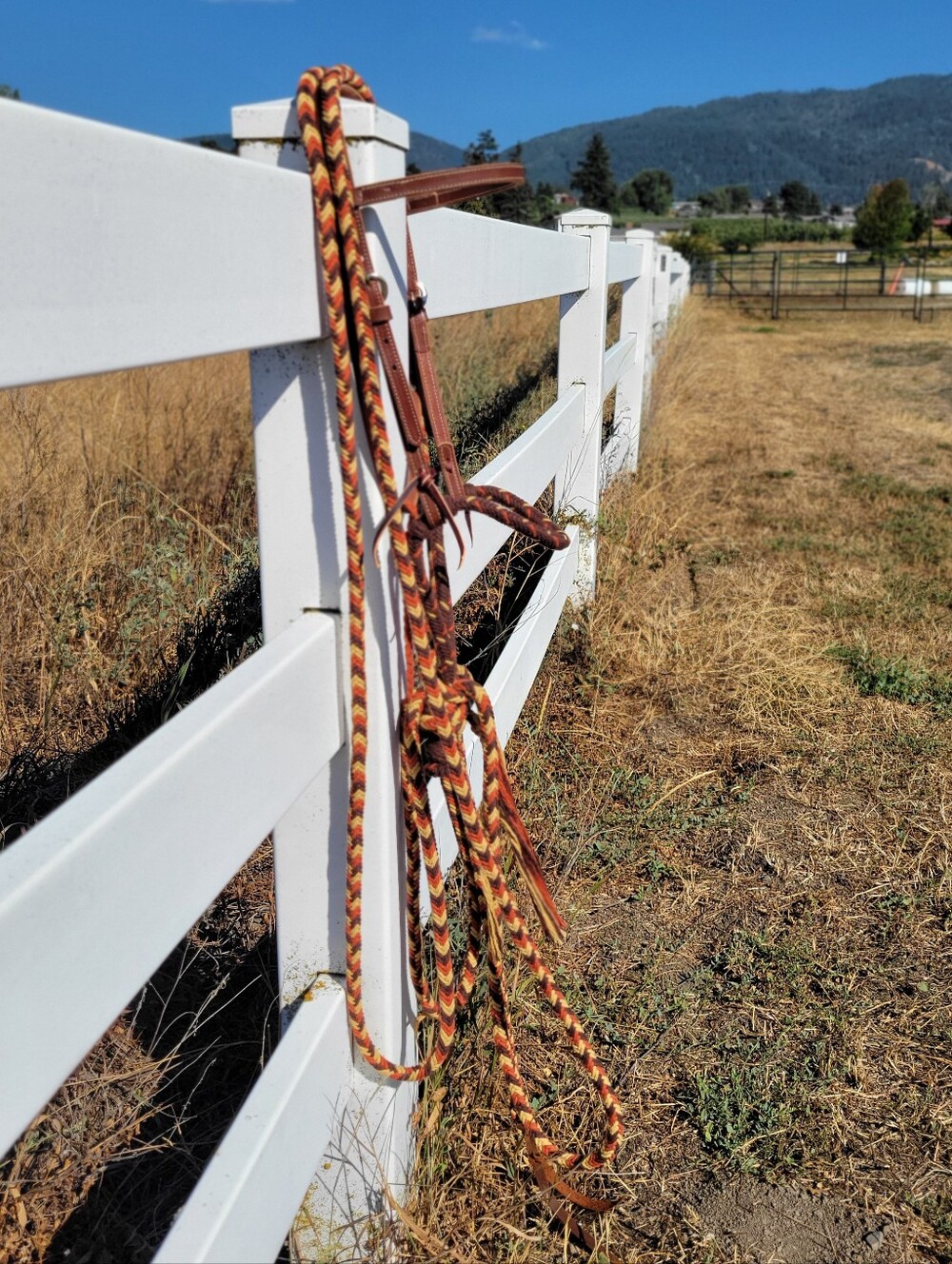 Loping Hackamore - Picture 5 of 8